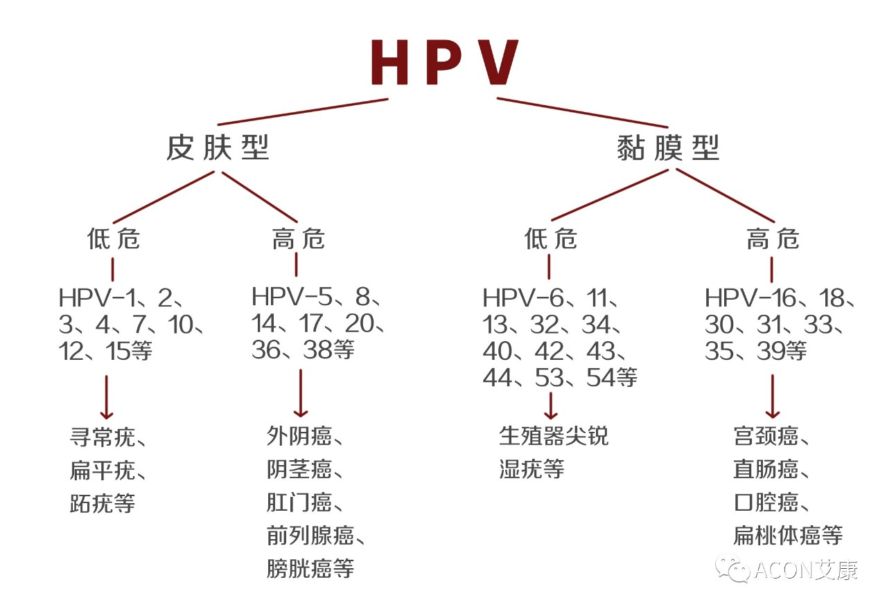 HPV疫苗有必要打嗎？二價(jià)、四價(jià)、九價(jià)要如何選擇！